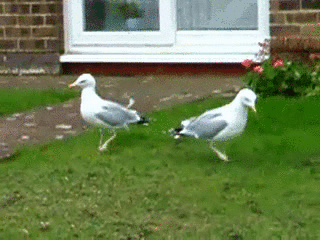 Seagulls Stomping On Grass Is Called, The Rain Dance. This Mimics Rain By Vibration, And Brings Earthworms And Other Bugs To Surface