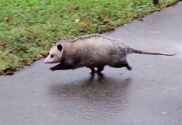Opposums Get A Lot Of Hate, But They Clear Many Unwanted Bugs And Parasites From The Ecosystem And Are Generally Helpful Friends. Please Appreciate Them, Especially This Good Boy
