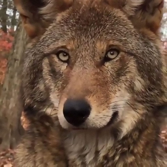 The Red Wolf (Canis Rufus) Is The Most Endangered Canid Species Alive. There Are Less Than 35 Individuals In The Wild After An Attempt To Bring The Species Numbers Up (Peaking At 130 Individuals In 2006). These Wolves Form Close-Knit Packs That Consist Of The Breeding Pair And Their Offspring