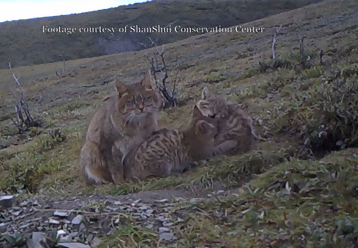 The Chinese Mountain Cat Is One Of The Rarest Wild Cats, And Was First Captured On Camera In The Wild In 2007