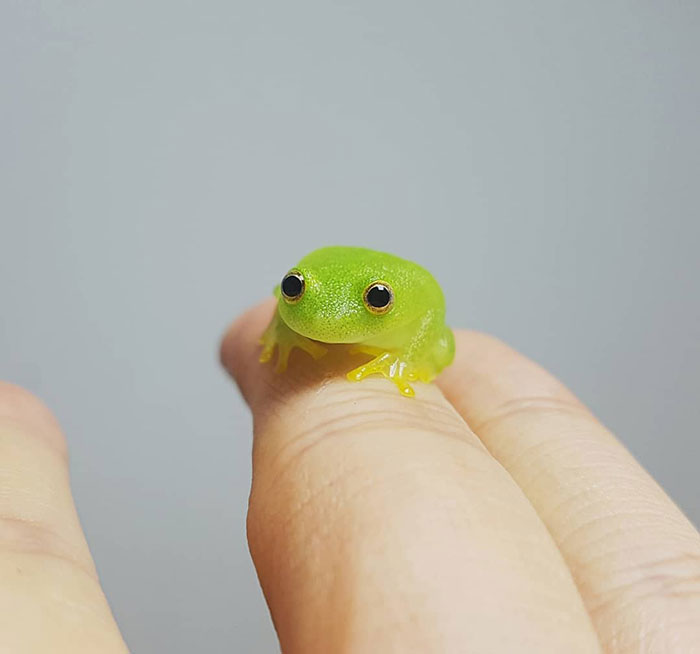 50 Of The Cutest Pics Of Very Smol Animals On Fingers | Bored Panda