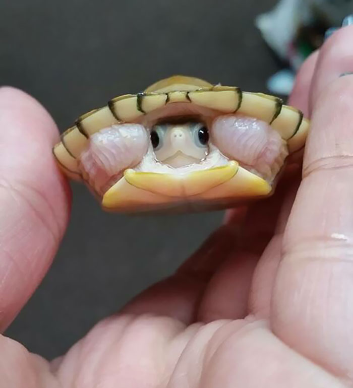 Conozcan a la nueva tortuga bebé de mi amigo 
