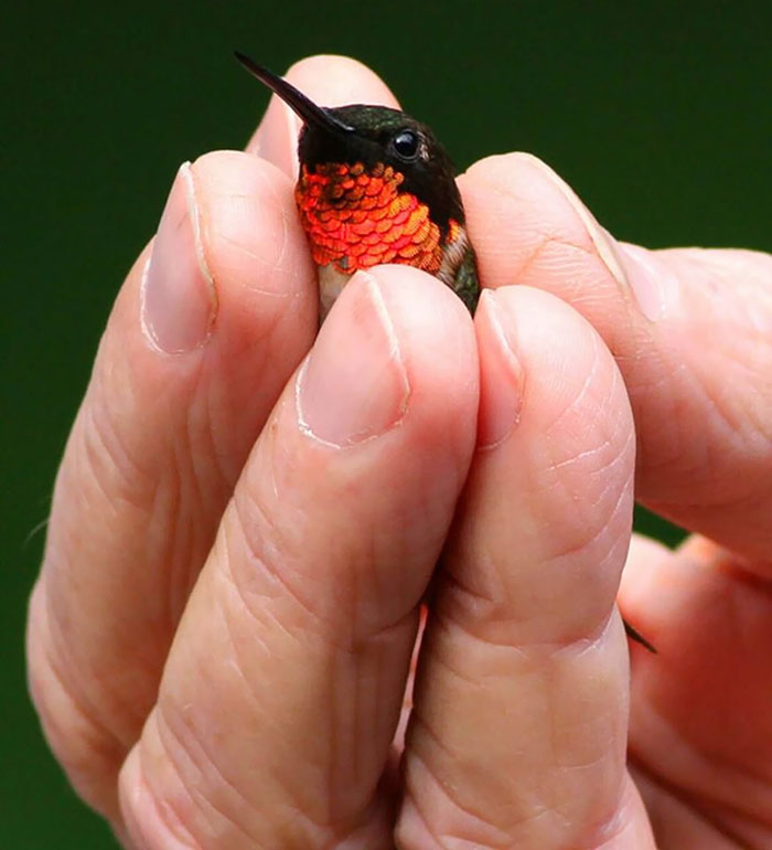 Un pequeño colibrí de garganta rubí