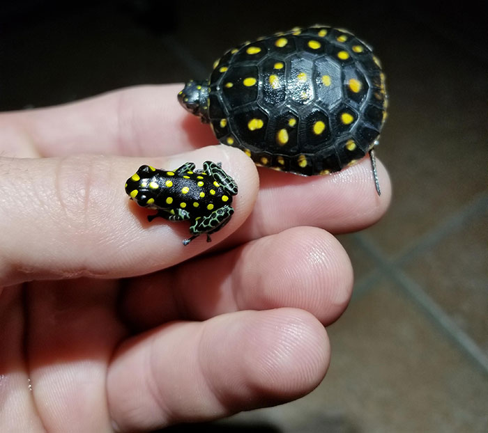 Spotted Turtle And Spotted Frog, Clemmys Guttata And Ranitomeya Vanzolini