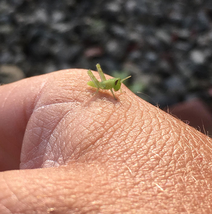 Little Baby Grasshopper Hanging Out