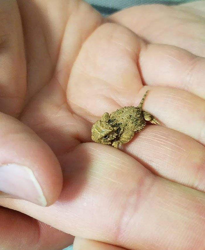 Here Is A Baby Horned Lizzard