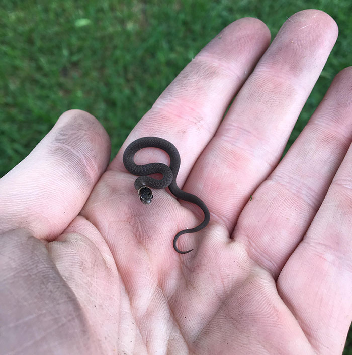 Found A Tiny Dekay’s Brown Snake In My Backyard. The Little Noodle Let Me Take A Photo And Then Scurried Off