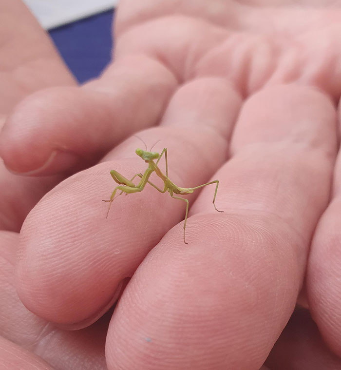 A Little Mantis We Found Today