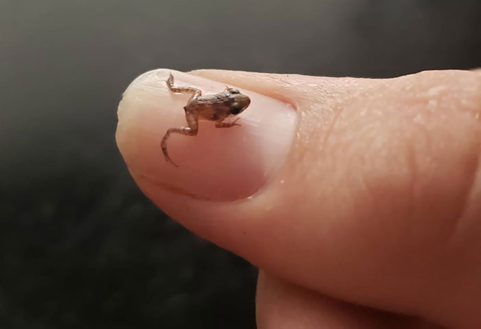 This Very Tiny Frog I Found By My Pool Today