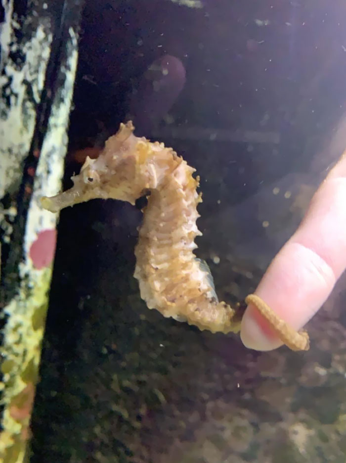 Getting Some Seahorse Hugs