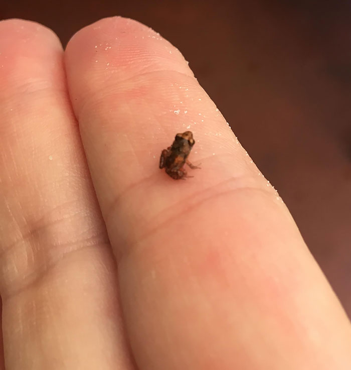 The Tiniest Frog I Have Ever Caught