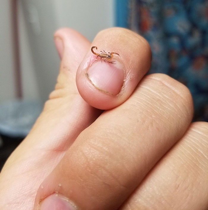 113 Cute Pics Of Tiny Animals On Fingers