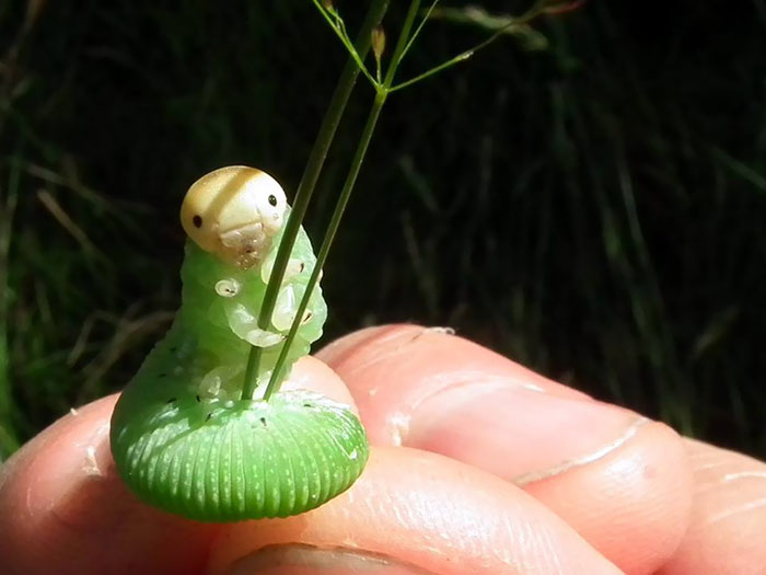 Caterpillar Posing