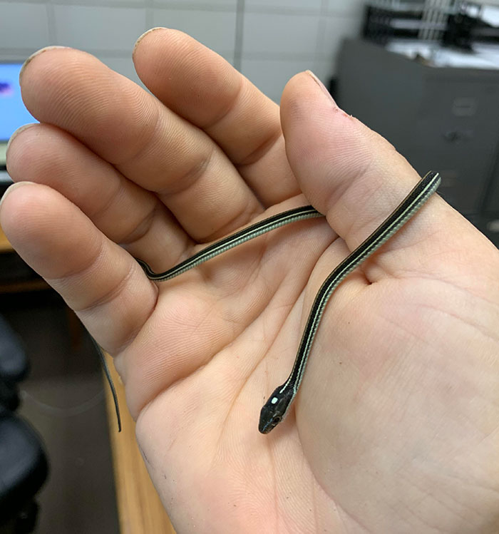 Little Ribbon Snake Who Wandered Into My Office
