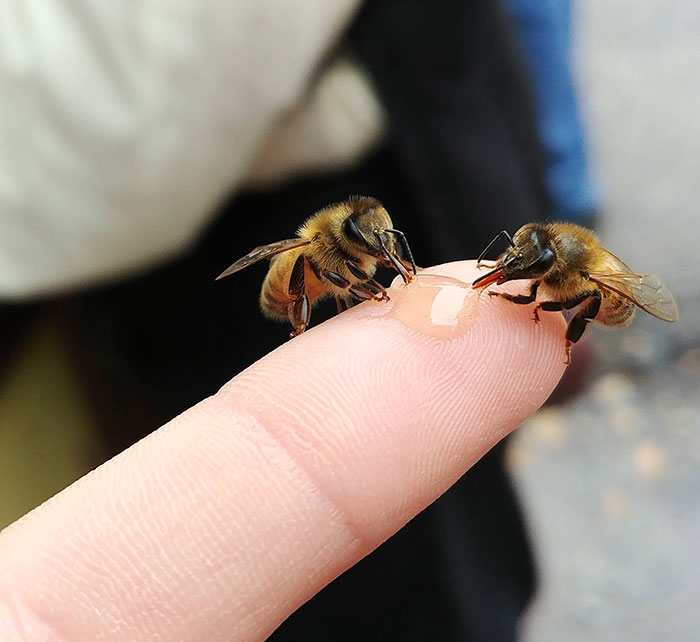 Bees Having A Snack On My Finger