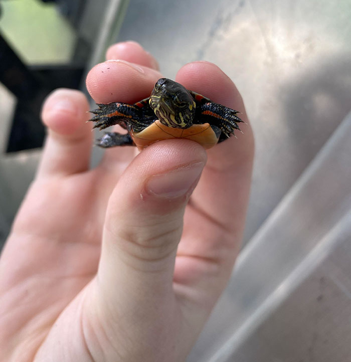 Baby Painted Turtle I Found