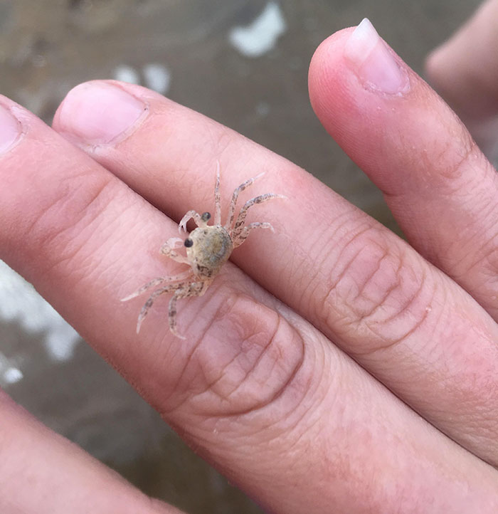 Little Crab At Virginia Beach