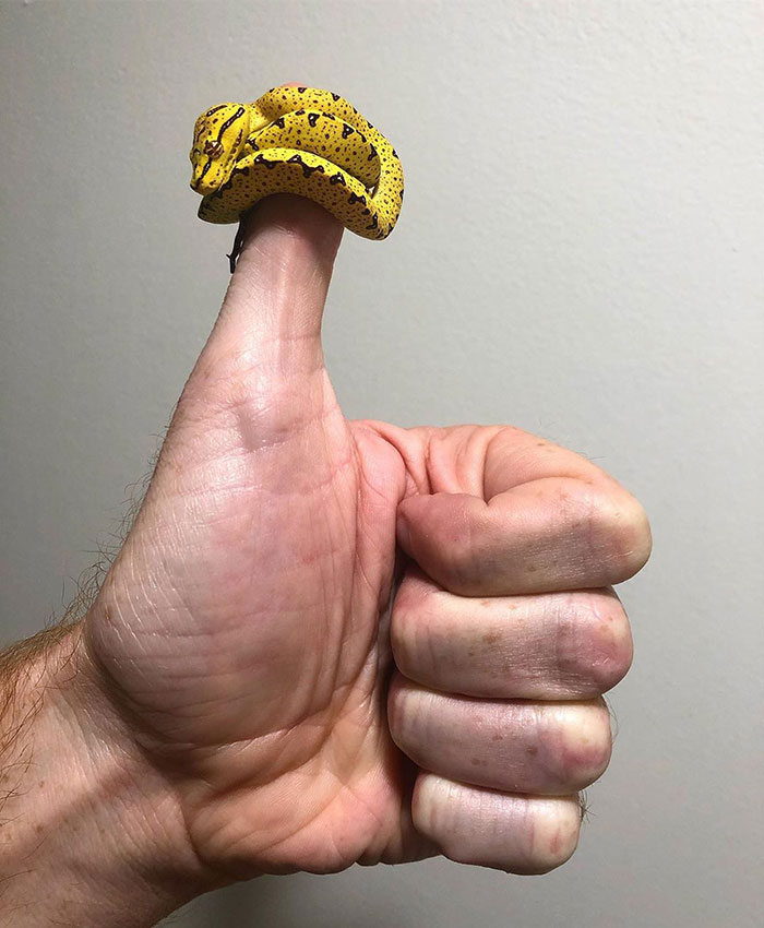 We Give Green Tree Pythons A Big Thumbs Up