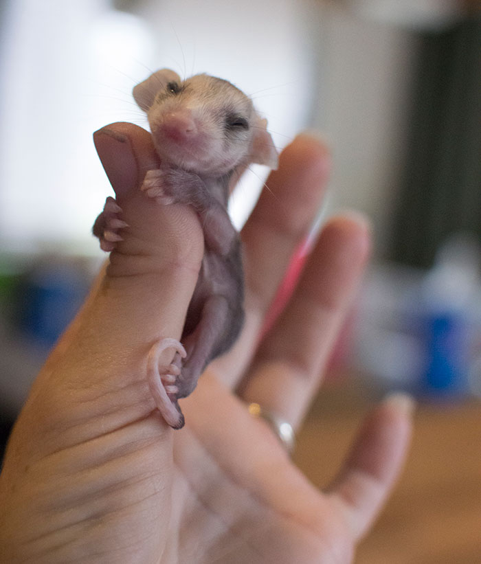 Orphaned Baby Opossum I Am Raising