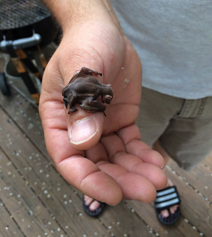 Esta mañana encontré dos de estos pequeñitos en la terraza de mi casa. Nunca había visto unos murciélagos bebés y quise mostrárselos en caso de que ustedes tampoco