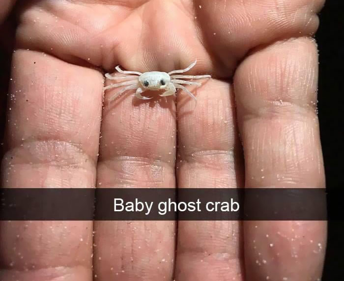 Weekend Crab