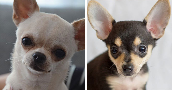 Chihuahua & Russian Toy Terrier