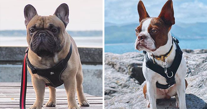 Bulldog francés & Boston Terrier