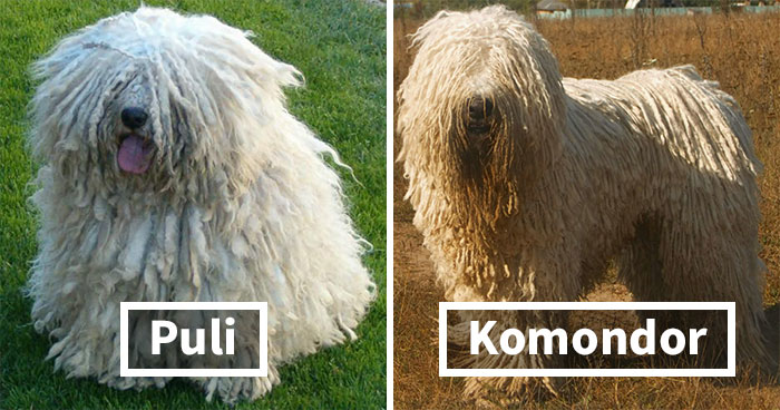 15 Well-Known Dog Breeds People Often Confuse And Their Differences Explained