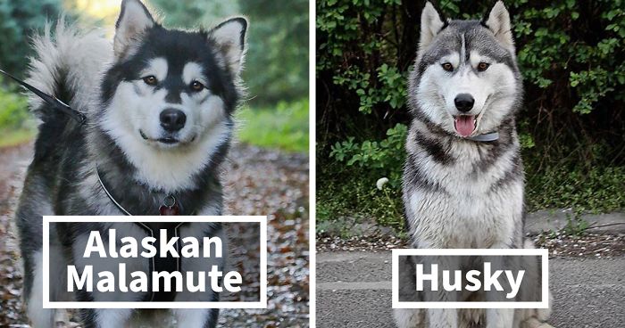 Malamute Vs. Husky: 10 Differences, And Which is Better?  