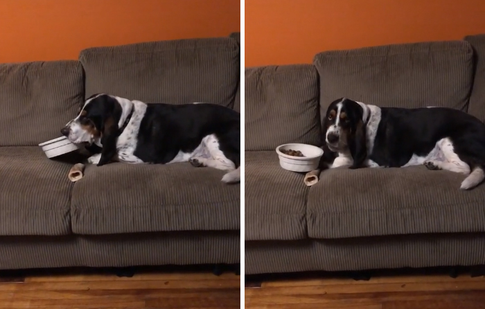 Viral TikTok Captures A Dog Calmly Carrying His Bowl Full Of Kibble To Eat It On The Couch, And People Relate To Him On A Spiritual Level