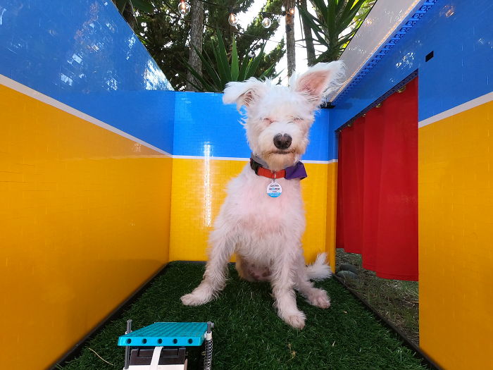 Woman Builds A Photo Booth That Lets Her Dog Take Selfies For Treats, And Over 230K People On Twitter Are Obsessed