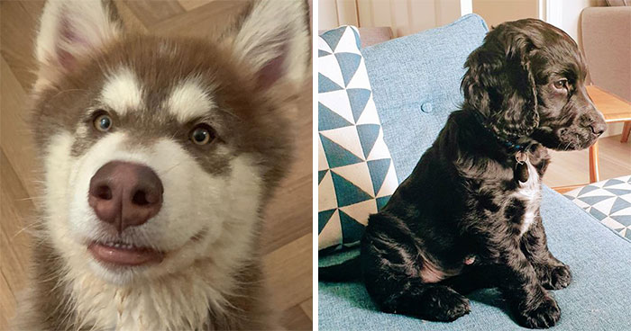 Woman On Twitter Asks What People’s Dogs’ Dating Profile Pics Would Be, 30 People Share Photos