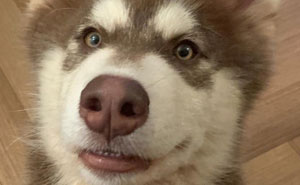 Woman On Twitter Asks People To Post Photos That Would Be The Profile Pic Of Their Dogs If They Were on A Dating Website (50 Pics)