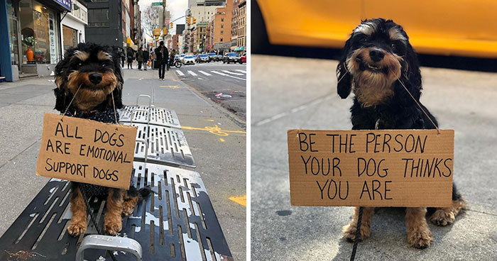 36 Funny Protest Signs From ‘Dog With Sign’ Who Has 174k Followers (New Pics)