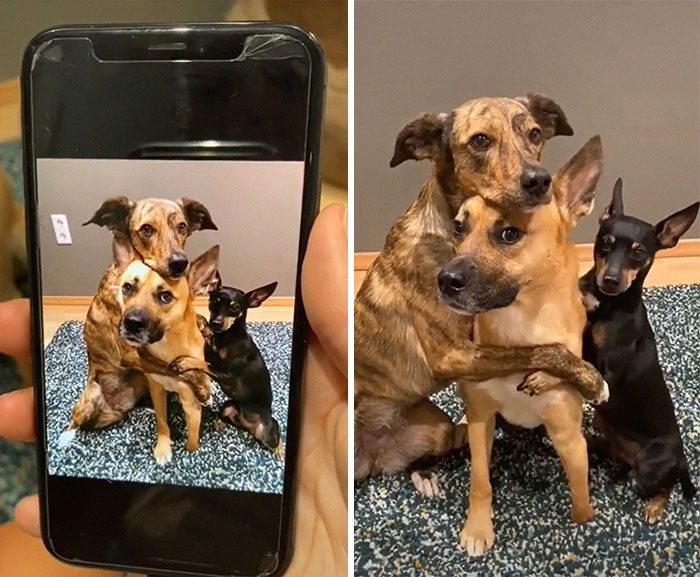 Videos Of Owner Showing Dogs A Photo And Them ‘Recreating It’ Go Viral