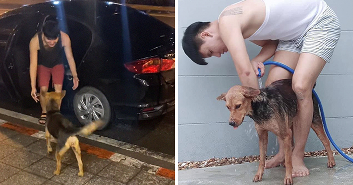 Hungover Guy Wakes Up With A Strange Dog In His Bed, Learns He Adopted Her Last Night