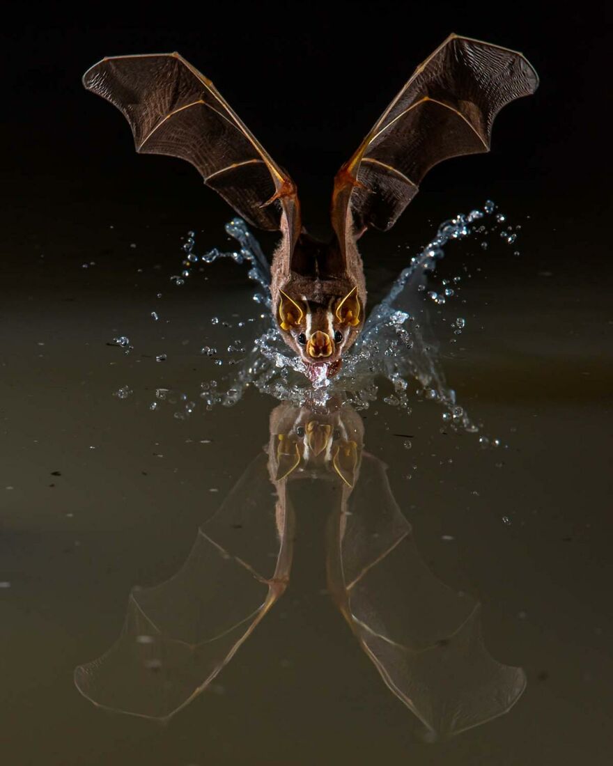 Category Mammals: "A Quick Sip" By Javier Aznar (Es)