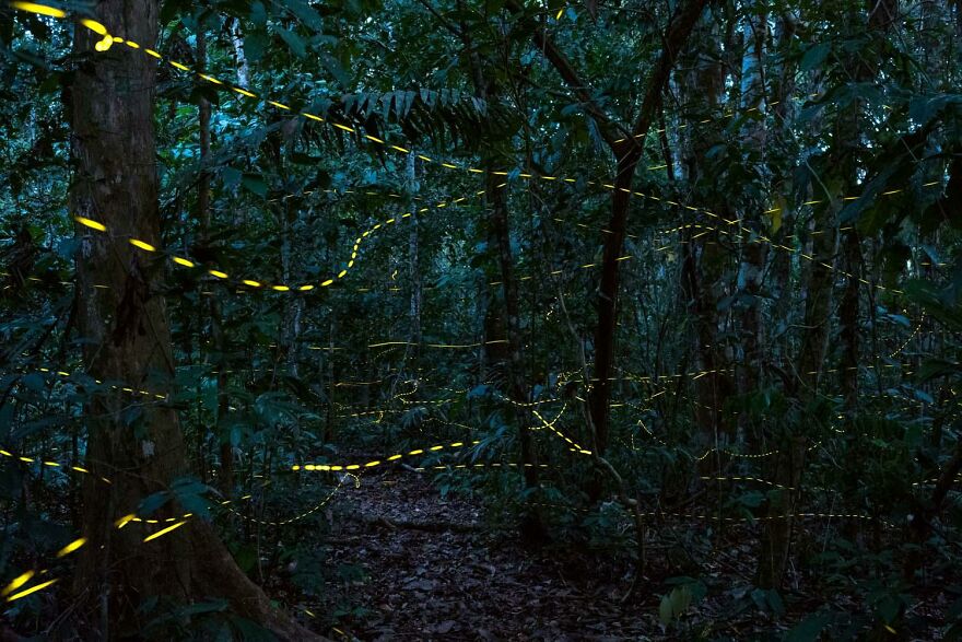 Category Other Animals: "Firefly Light Trails In The Rainforest" By Konrad Wothe (De)