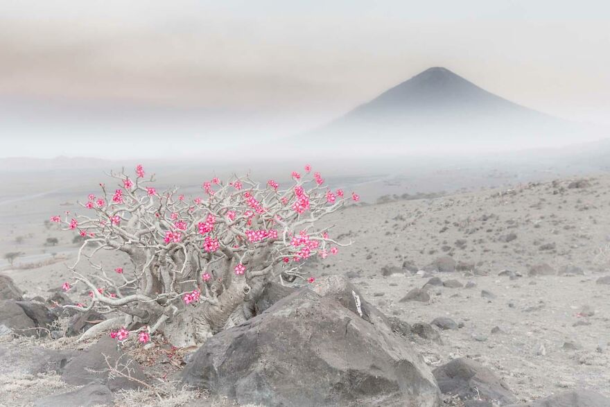 Category Plants And Fungi: Winner: "Blooming Desert" By Marco Gaiotti (It)