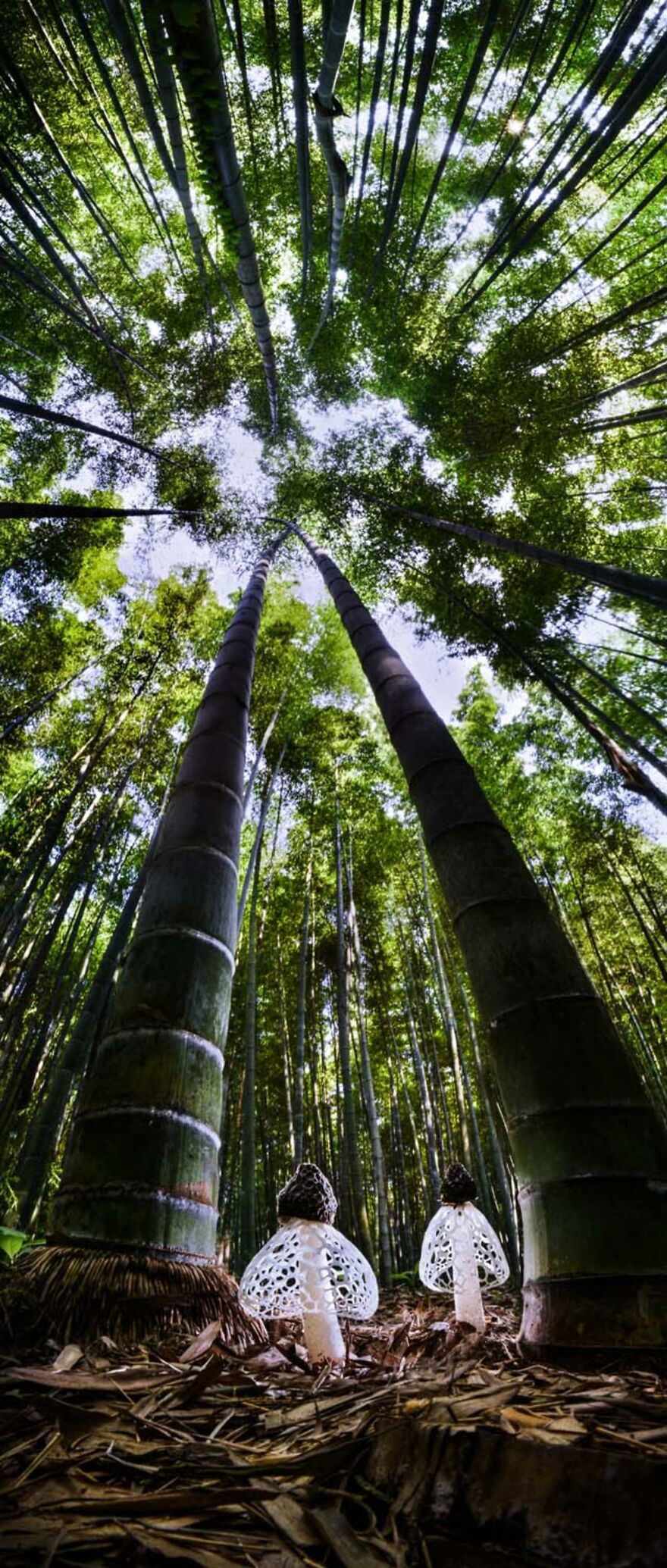 Category Plants And Fungi: "Spirits Of The Bamboo Forest" By Agorastos Papatsanis (Gr)