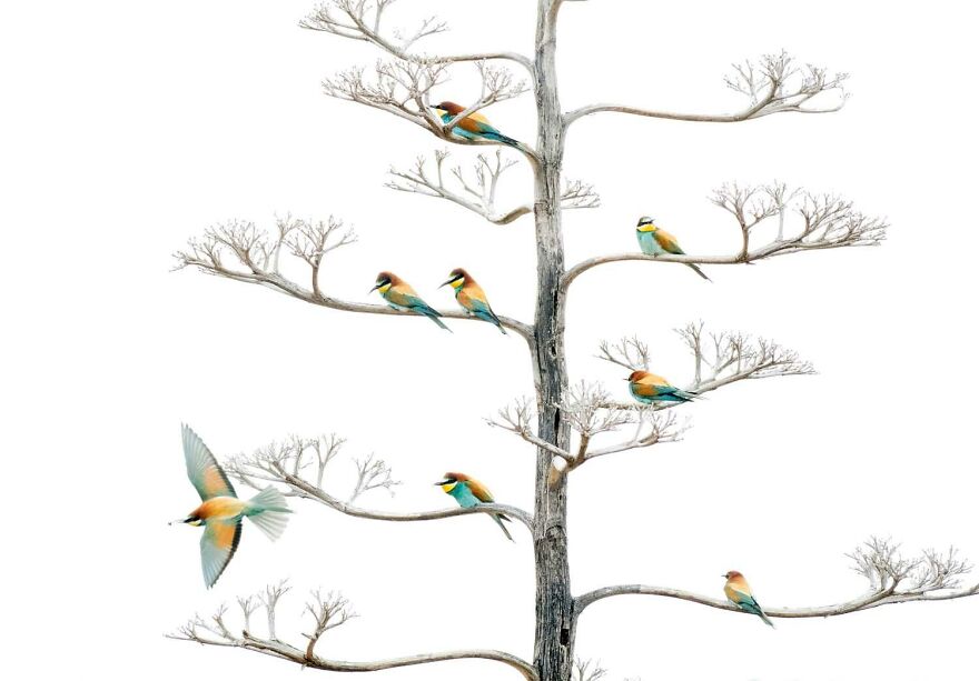 Category Birds: "Natural Colours" By Salvador Colvee (Es)