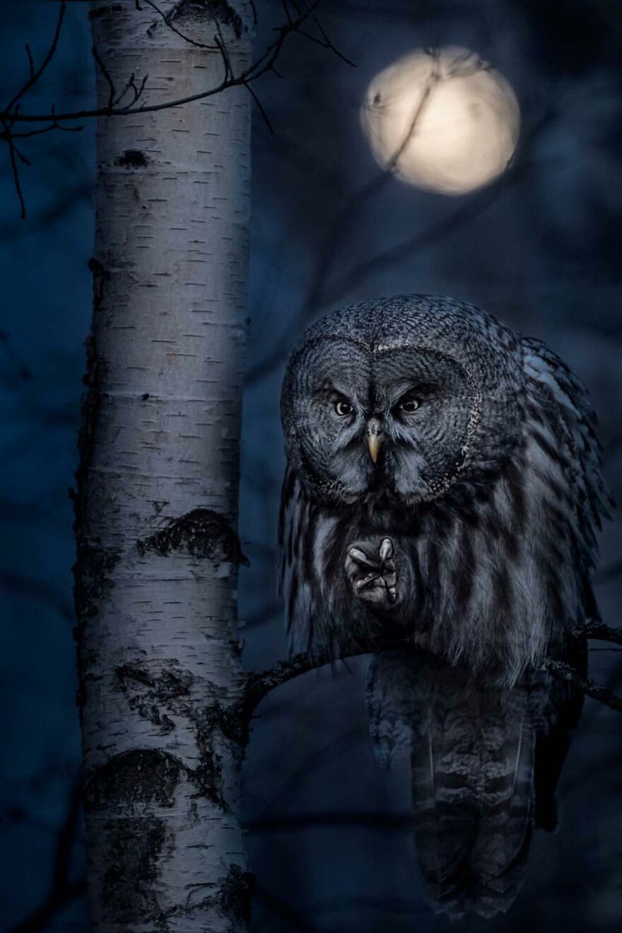 Category Birds: "Night Hunter" By Jonas Classon (Se)