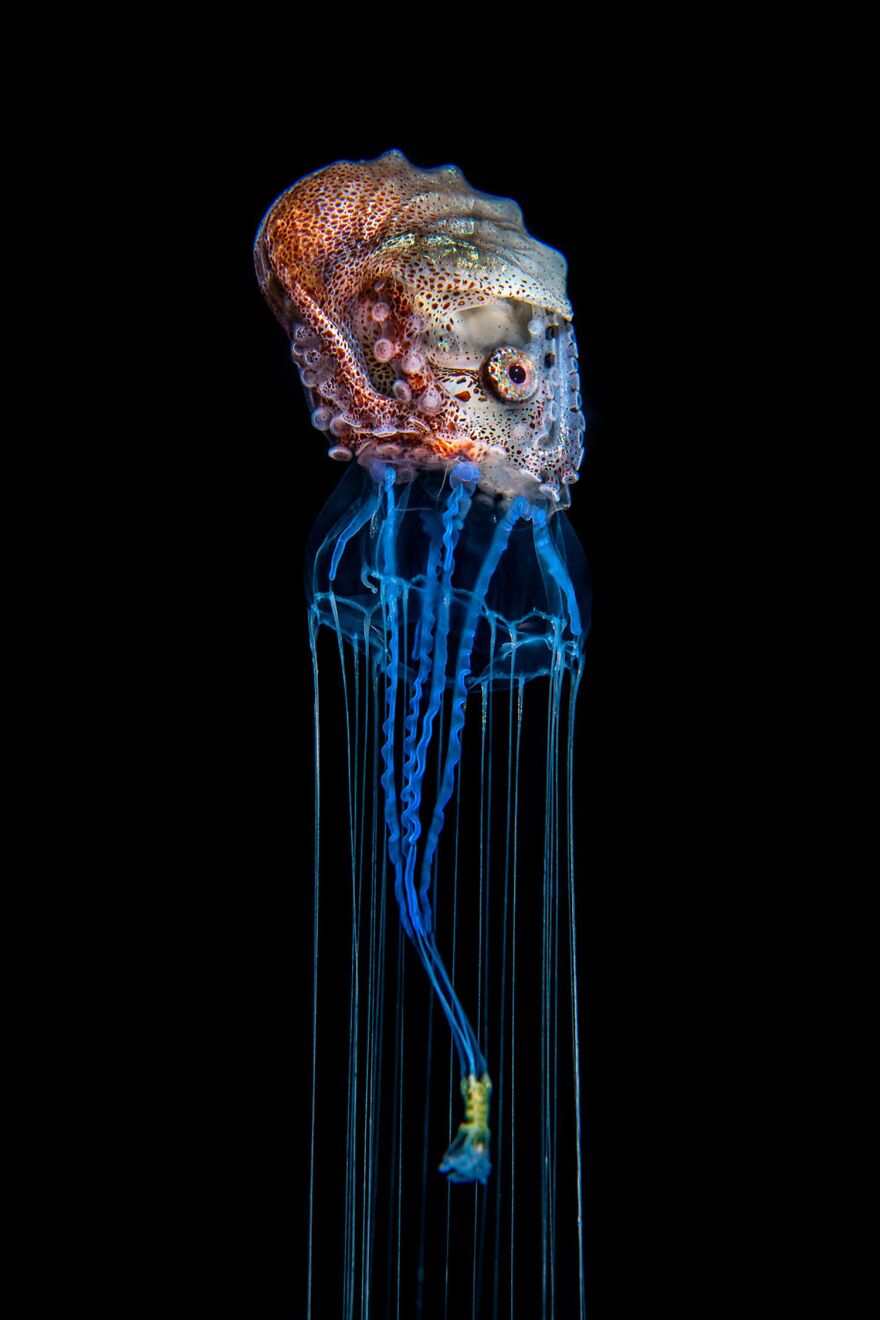 Category The Underwater World: Runner Up: "Hitch-Hiking Octopus" By Magnus Lundgren (Se)