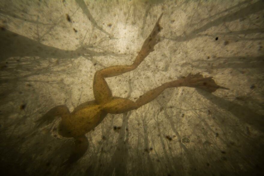 Category The Underwater World: "Vitruvian Frog" By Kai Kolodziej (At)