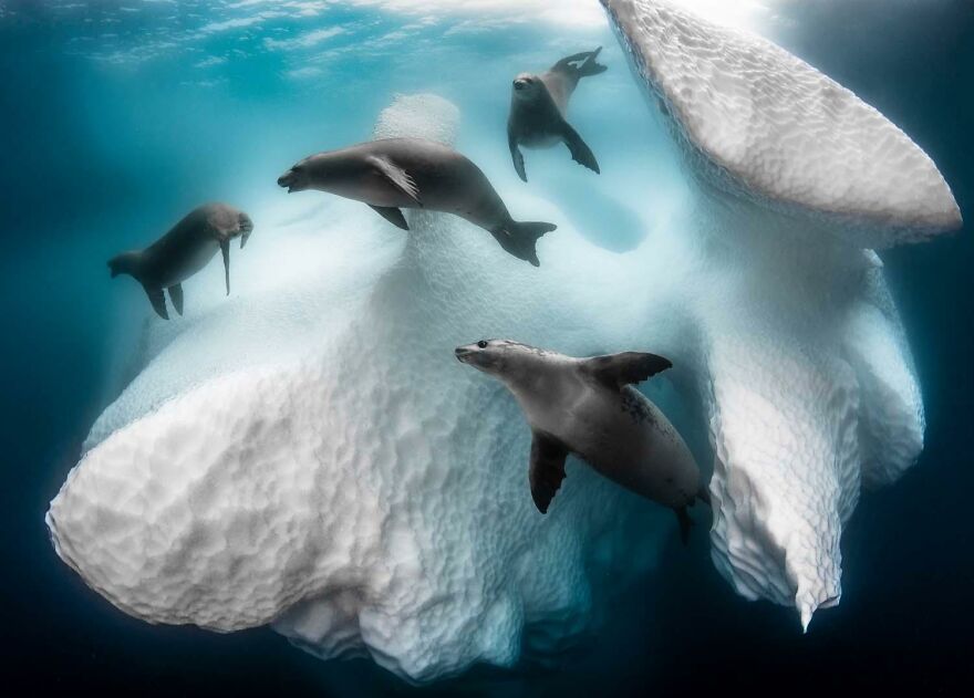 Category The Underwater World: "An Icy Mobile Home" By Greg Lecoeur (Fr)