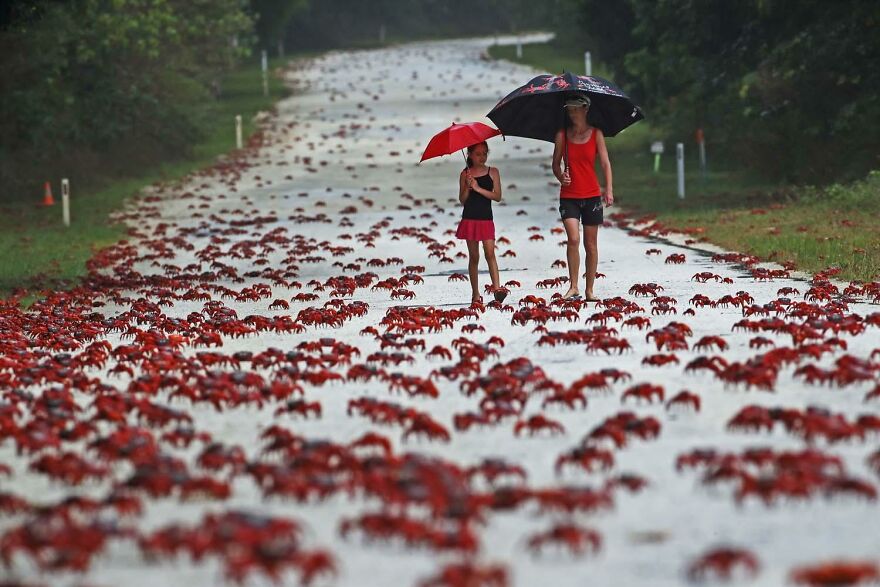 Category Men And Nature: "Crab Road" By Tom Schandy (No)