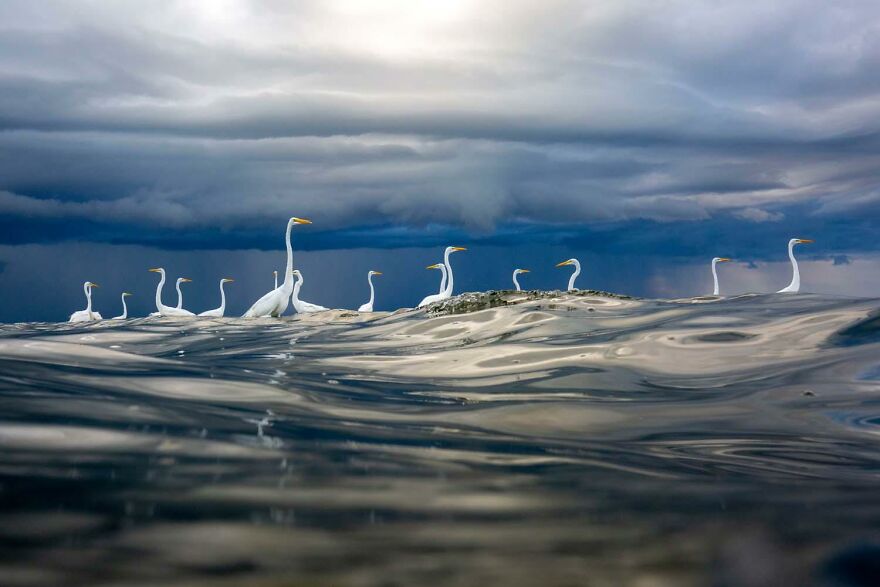 Category Birds: "Storm Brewing" By Oscar Diez (Es)