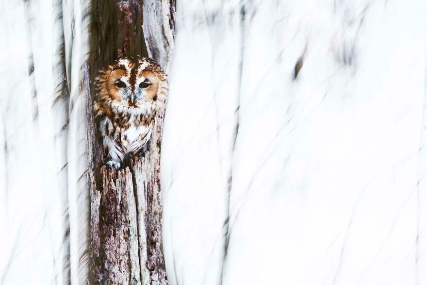 Category Nature´s Studio: "Owl Forest" By Bertold Nagy (Hu)