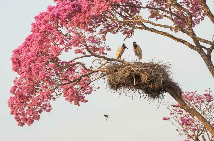 Category Young Photographers To 14 Years: Runner Up: "A Home In Pink" By Carlos Perez Naval (Es)