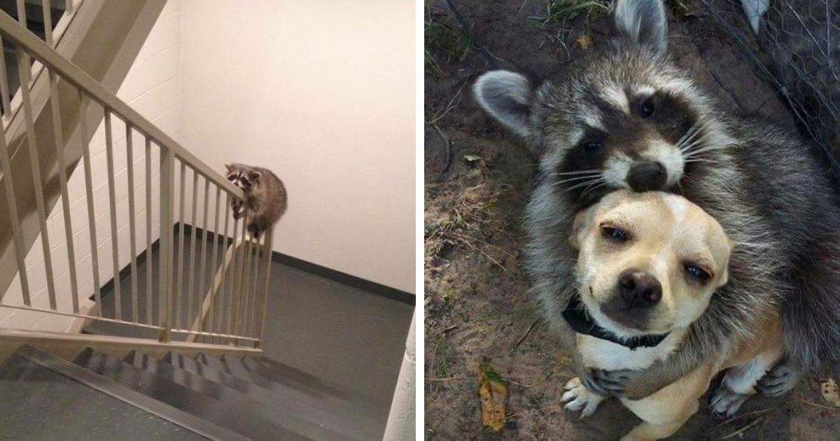 50 Times Trash Pandas Acted So Cute Or Funny, People Just Had To Document It And Share It Online